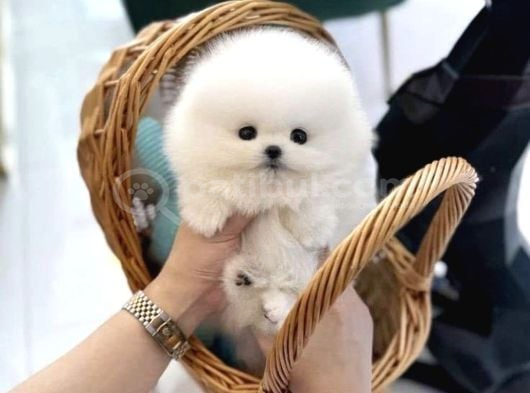 Original Show Kalite Pomeranian Yavrularimiz görsel