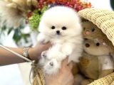 ORIGINAL SHOW KALITE POMERANIAN YAVRULARIMIZ