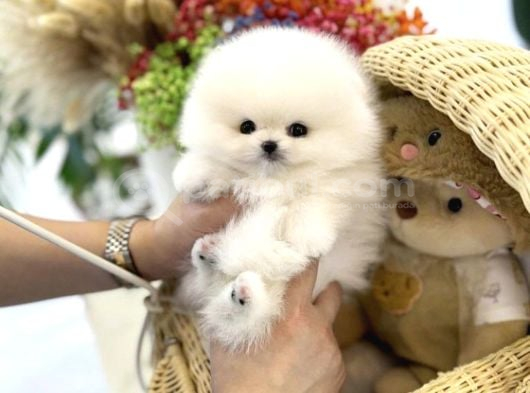 ORIGINAL SHOW KALITE POMERANIAN YAVRULARIMIZ