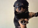 Koca Kafa Macar  Rotweiler Yavrularım