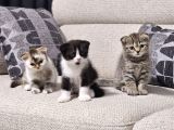 Scottish Fold Kırık Kulak Yavrularımız Yeni Yuvaların Arıyor