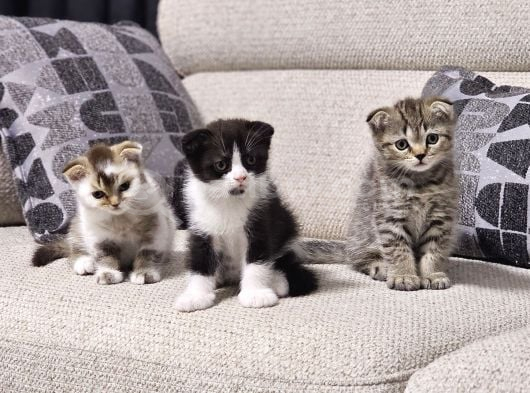 Scottish fold kırık kulak yavrularımız yeni yuvaların arıyor