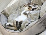 Scottish Fold Kırık Kulak Yavrularımız Yeni Yuvaların Arıyor