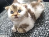 Scottish Fold Kırık Kulak Yavrularımız Yeni Yuvaların Arıyor