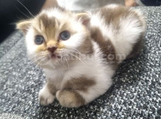 Scottish Fold Kırık Kulak Yavrularımız Yeni Yuvaların Arıyor görsel