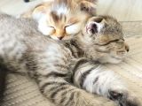 Scottish Fold Kırık Kulak Yavrularımız Yeni Yuvaların Arıyor