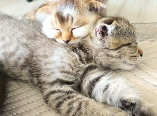 Scottish Fold Kırık Kulak Yavrularımız Yeni Yuvaların Arıyor görsel