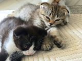 Scottish Fold Kırık Kulak Yavrularımız Yeni Yuvaların Arıyor