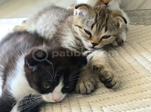 Scottish Fold Kırık Kulak Yavrularımız Yeni Yuvaların Arıyor görsel