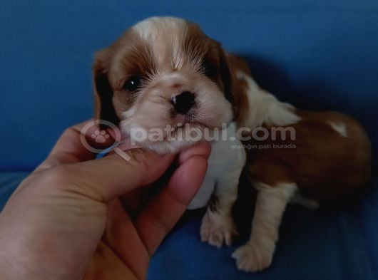 KOYU RENK ORANTILI MASKE KÜT BURUNLU KİNG CHARLES