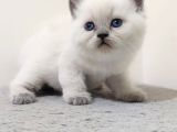 Safkan Blue Point Yavrular