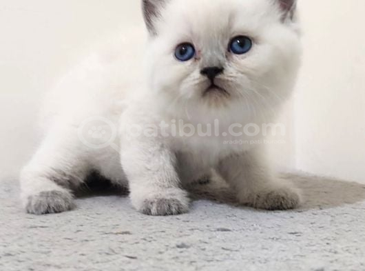 Safkan Blue Point Yavrular