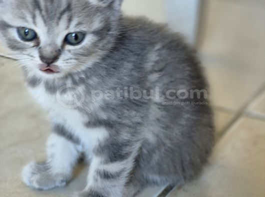 Izmir Yavru Kediler görsel