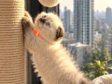 Scottish Fold Yavru