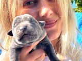Dev Cane Corso Yavruları