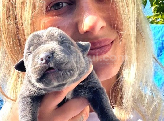 Dev Cane Corso Yavruları görsel