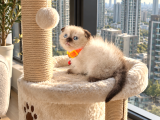 Scottish Fold Yavru