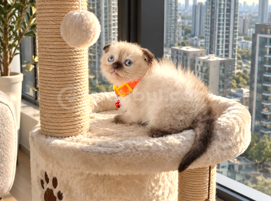 Scottish Fold Yavru görsel