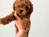Toy Poodle Sevi̇mli̇ Yavrular Ev Üreti̇mi̇