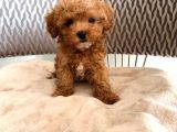 Toy Poodle Sevi̇mli̇ Yavrular Ev Üreti̇mi̇