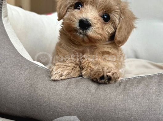 Malti̇poo Ci̇nsi̇ Yavrular Ev Üreti̇mi̇