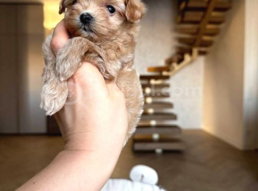 Malti̇poo Ci̇nsi̇ Yavrular Ev Üreti̇mi̇ görsel
