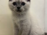 British Shorthair Blue Point Dişi