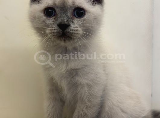 British Shorthair Blue Point Dişi