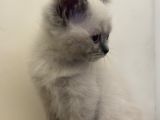 British Shorthair Blue Point Dişi