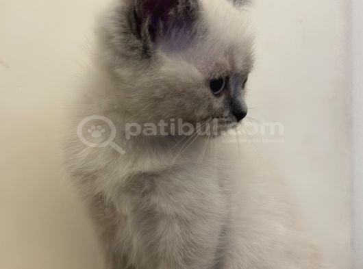 British Shorthair Blue Point Dişi görsel