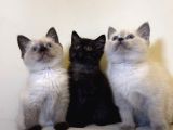 British Shorthair Ve British Shorthair Blue Point Yavrular