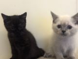 British Shorthair Blue Point Dişi
