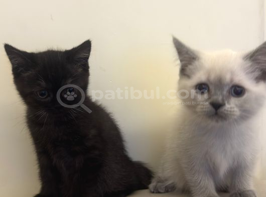 British Shorthair Blue Point Dişi görsel
