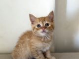 British Shorthair Erkek