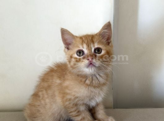 British Shorthair Erkek
