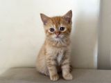 British Shorthair Erkek