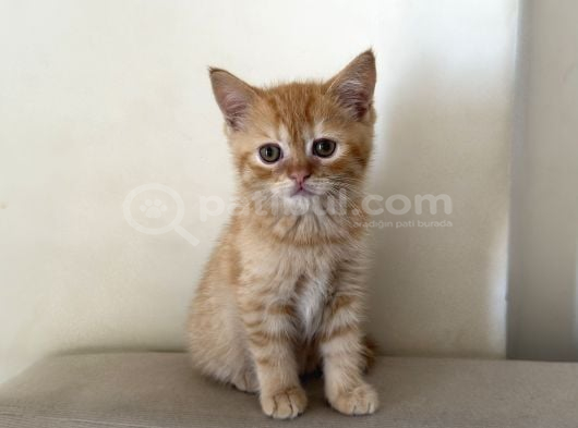British Shorthair Erkek görsel