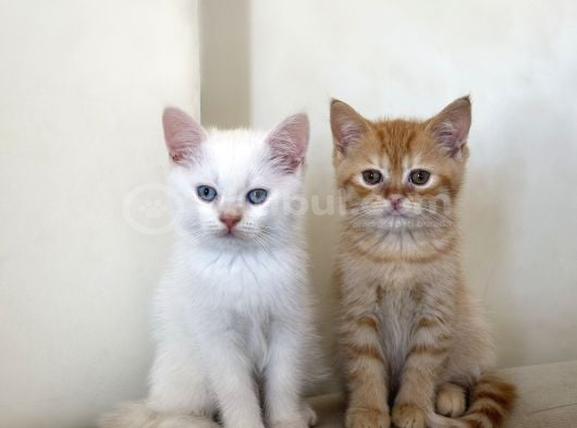 British Shorthair Erkek görsel
