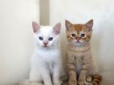 British Shorthair Ve British Shorthair Blue Point Yavrular