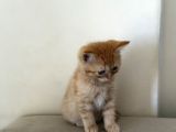 British Shorthair Erkek