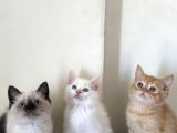 British Shorthair Blue Point Dişi