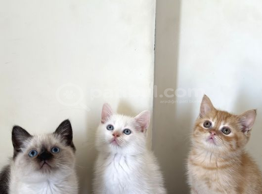 British Shorthair Ve British Shorthair Blue Point Yavrular görsel