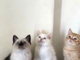 British Shorthair Blue Point Dişi