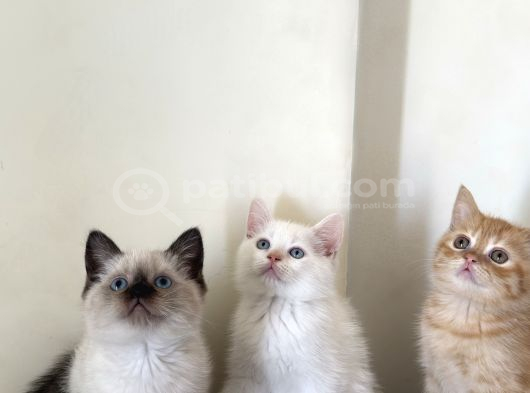 British Shorthair Ve British Shorthair Blue Point Yavrular