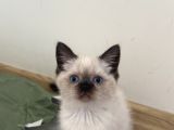 British Shorthair Blue Point Dişi