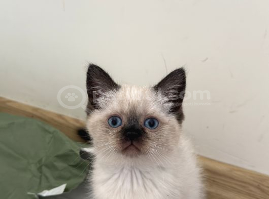 British Shorthair Blue Point Dişi