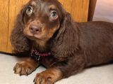 Chocalate Tan Minyatür Longhair Dachund Yavrular
