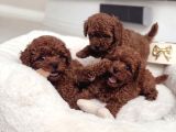 Pamuk Gibi Tüyleriyle Mini Toy Poodle Yavrular