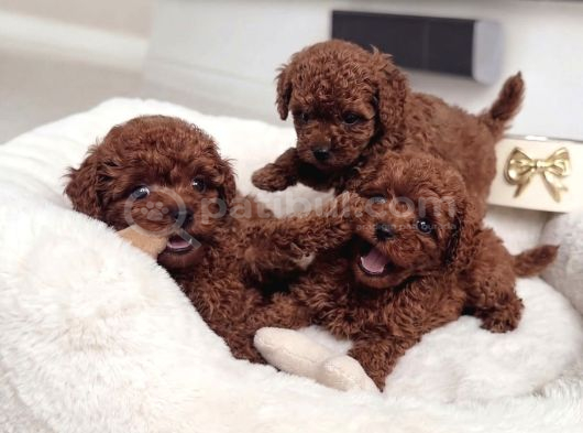 Pamuk Gibi Tüyleriyle Mini Toy Poodle Yavrular görsel