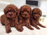 Pamuk Gibi Tüyleriyle Mini Toy Poodle yavrular